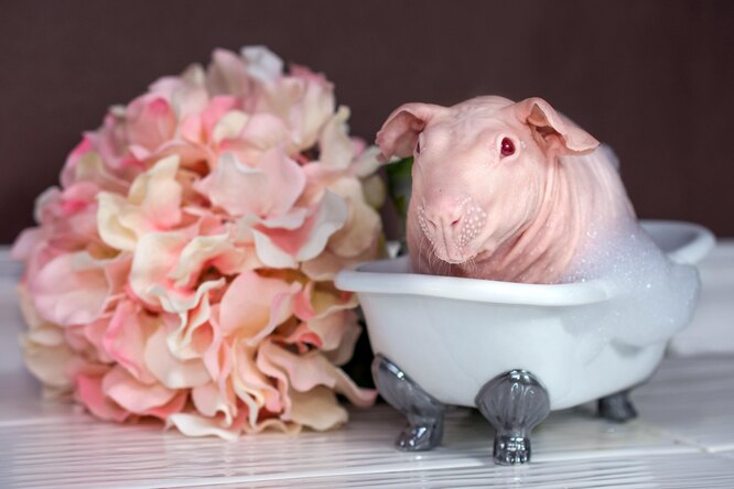 Морская свинка: советы по уходу и содержанию в домашних условиях для ...