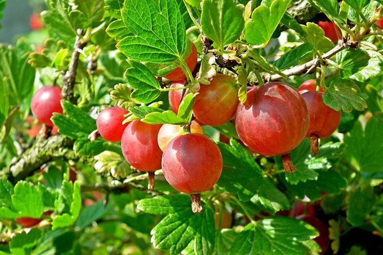 Крыжовник хиннонмаки ред. Крыжовник хиннонмаки грин. Кружовник ягода. Кружовник ягода. Крыжовник хиннонмаки ред.