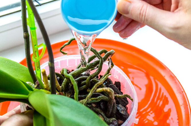 Důsledky nesprávného zavlažování orchidejí