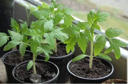 Выращивание рассады низкорослых томатов