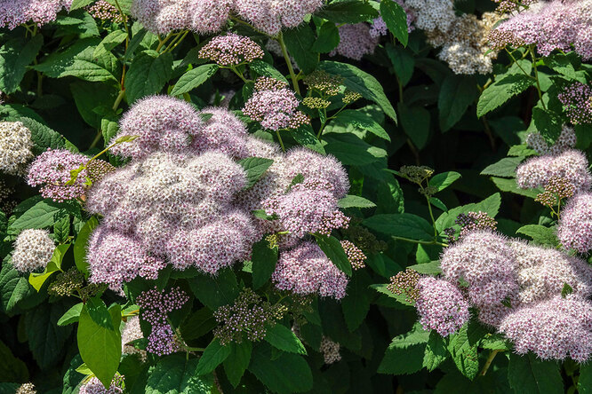 Spirea, prořezávání trvalých květin