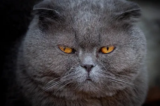 «Всё сбудется»: кота-волшебника продают за 10 миллионов рублей