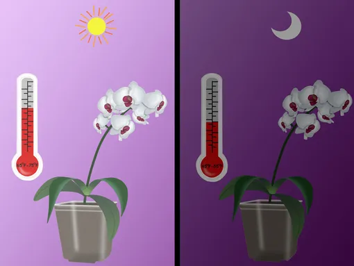 Максимальной температурой воздуха для комнатных растений является +28°С, и то, при условии очень высокой влажности воздуха (порядка 60–70%). При обычной влажности температурный максимум еще ниже ― +23°С. Минимальный уровень температуры комфорта для большинства комнатных растений составляет +16°С.