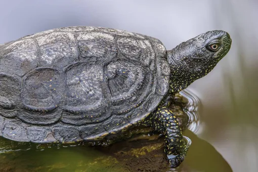 европейская болотная черепаха