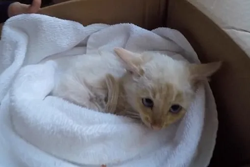 Семья из США воскресила мертвого котенка, найденного в сугробе