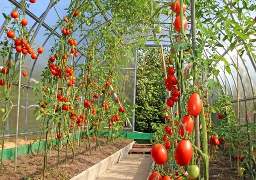 Как часто подкармливать помидоры после высадки в теплицу