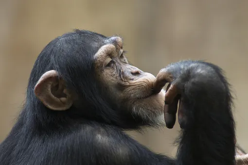 «Очень хочет стать человеком»: обезьянка помогла в уборке сотрудникам зоопарка