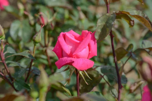 Чайно-гибридная роза — сорт Прима балерина