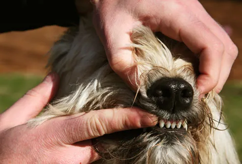 «Скажите "А": как правильно почистить зубы собаке — и зачем это вообще делать