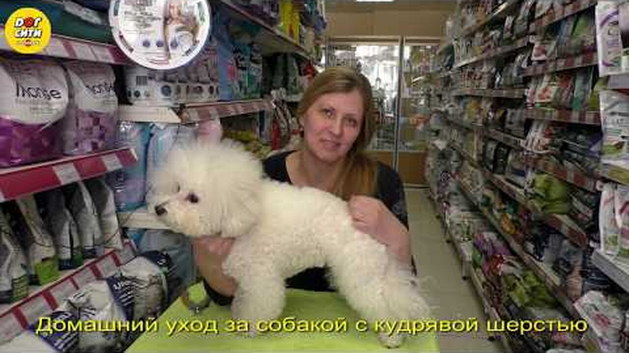ТОП-10 собак с вьющейся шерстью