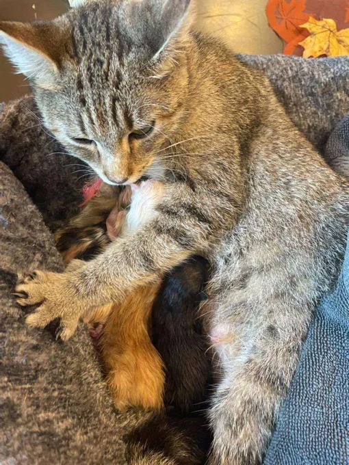 кошка мама и котята