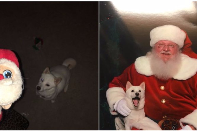 История щенка, который полюбил Санта Клауса