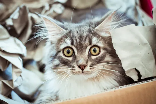 почему кошки питают страсть к картонным коробкам