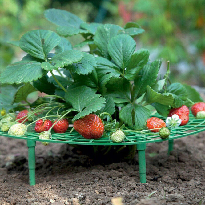 Как поднять ягоды клубники от земли и защитить от гниения: лучшие идеи