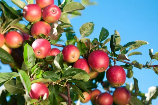 Какие яблоки принесут максимальную пользу для организма: свежие, печёные или сушёные