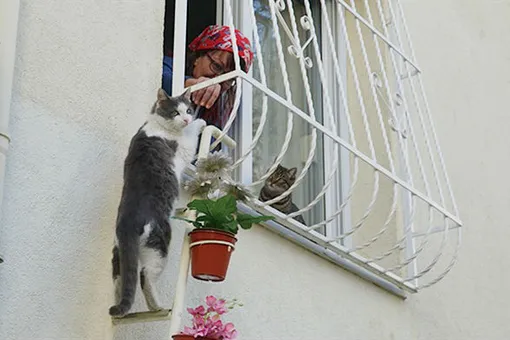 Женщина сделала лестницу для бездомных кошек в свою квартиру