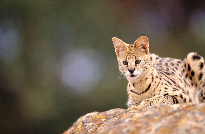 Сервал: все о породе - стандарты, особенности содержания, здоровье и уход