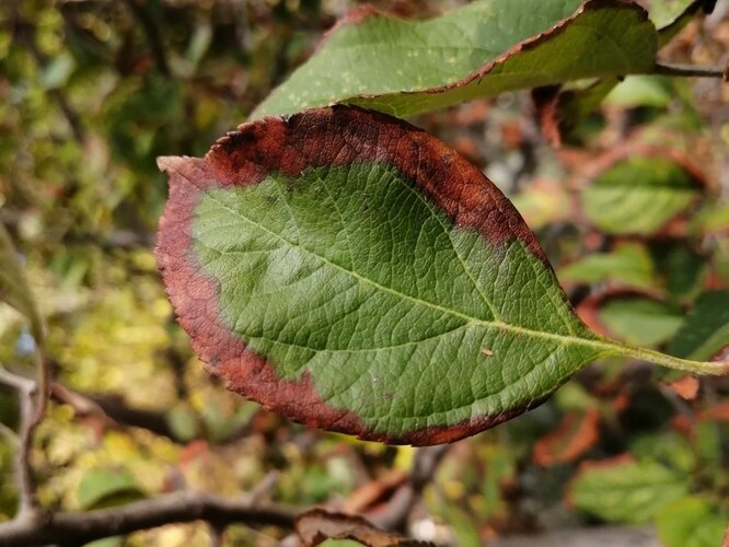 Краснеют листья у груши: причины и методы решения