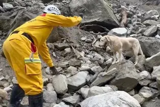 Несостоявшийся полицейский пёс стал героем во время землетрясения на Тайване