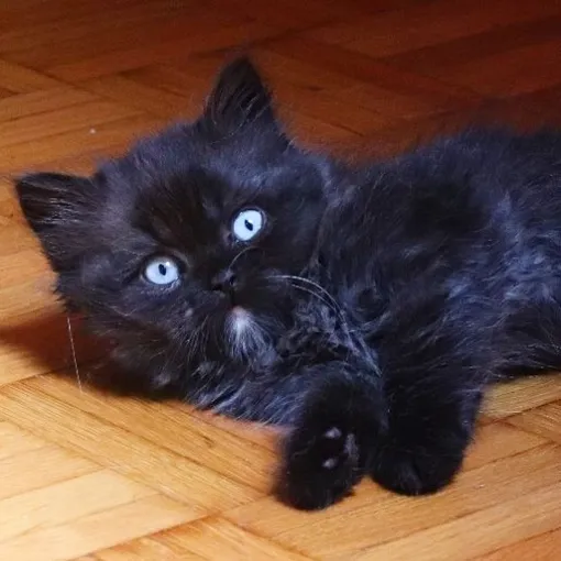 черный котенок, голубые глаза кота