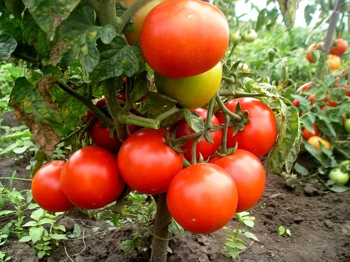 Низкорослые томаты: особенности