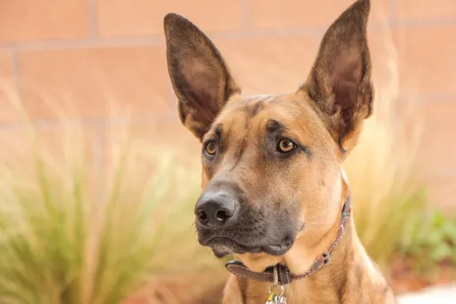 «Трудный» пес из приюта нашел призвание и напарника в полицейской школе