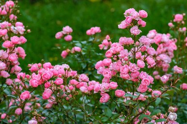 Как правильно посадить розовый куст: шпаргалка для начинающих садоводов