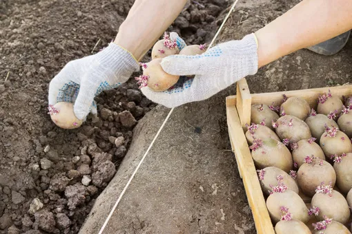Как правильно посадить картошку вниз головой