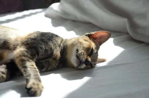 почему кошке нравится спать в постели