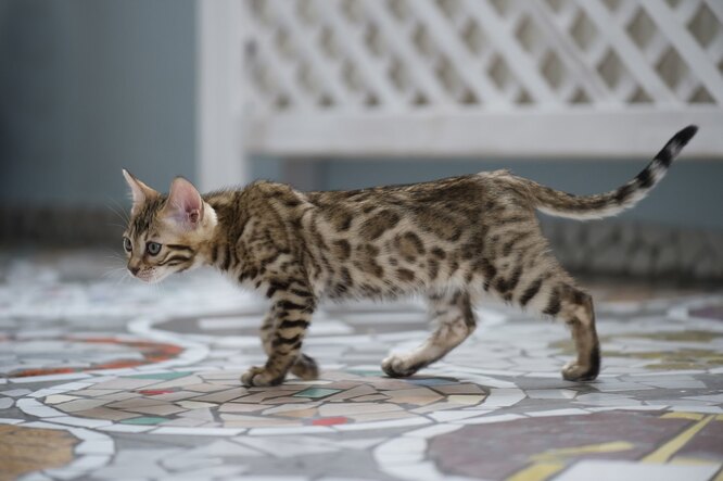 Бенгальская порода кошек: фото, характер, особенности поведения, как  ухаживать за котами бенгалами