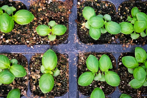 Выращивать базилик в домашних условиях можно весь год