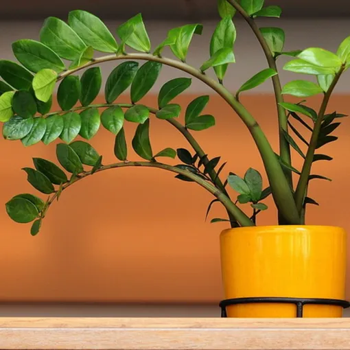 Замиокулькас может накапливать воду в своих листьях, стеблях и корнях, что позволяет ему выдерживать периоды засухи.