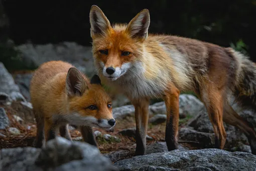 Две лисицы спаслись от охоты в чужом дворе. Теперь они с хозяином лучшие друзья