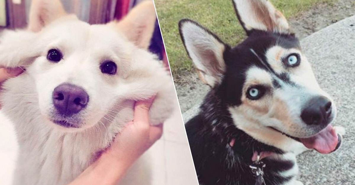 Овчарка с разными глазами