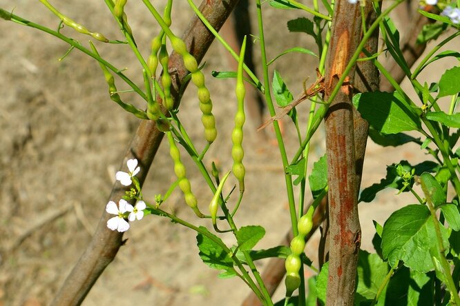 Transplantační metoda pěstování ředkvičky