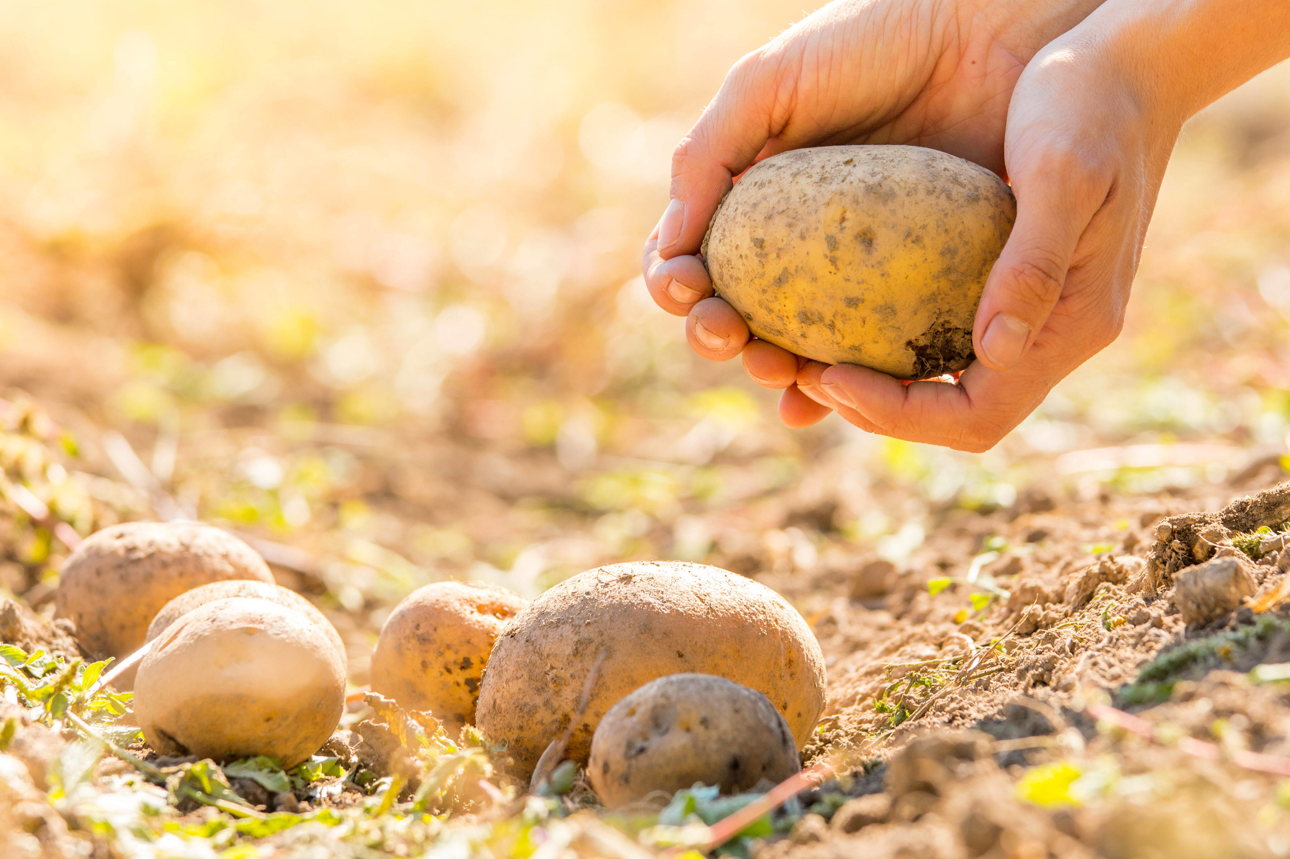 Народные приметы о посадке картофеля: когда сажать картошку и как ухаживатьза картофелем