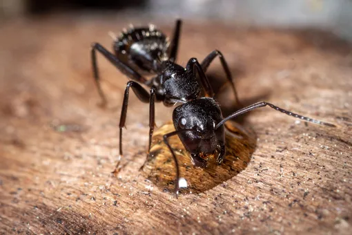 Чёрный муравей-древоточец