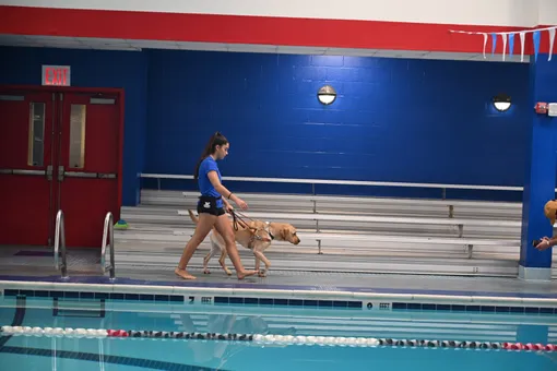 пес поводырь и пловчиха в бассейне