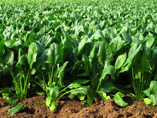 Необходимые климатические условия для выращивания шпината