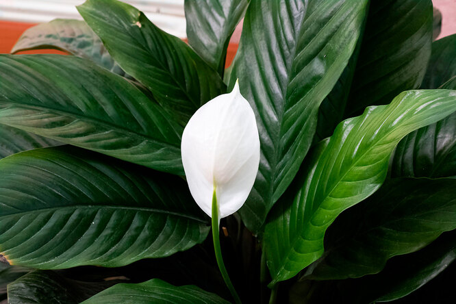 Спатифиллум