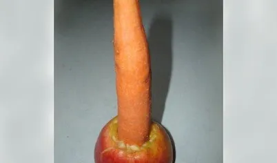 В яблоке сделать отверстие и вставить в него морковь - получится ствол елочки.