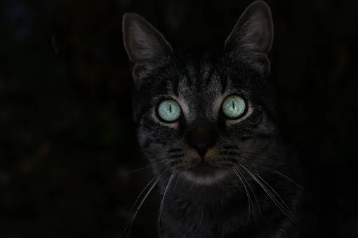 Почему кошачьи глаза светятся в темноте? 4 удивительных факта