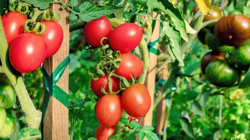Сладкие томаты можно вырастить и в теплице, и в открытом грунте.