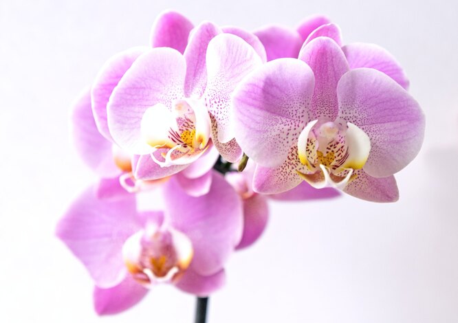 орхидея цветы