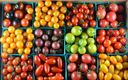 Выбор районированного сорта помидоров