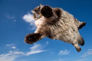 Почему кошки постоянно приземляются на четыре лапы?