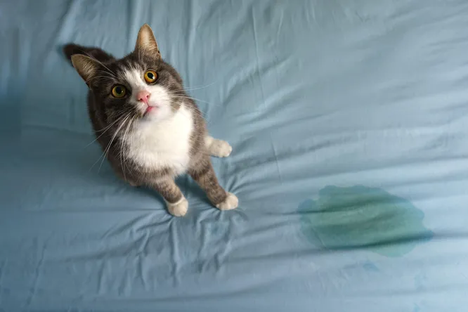 Как вы поступите, если кошка написала в постель?