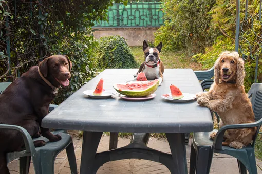 10 неожиданных продуктов с вашего стола, которые можно собаке
