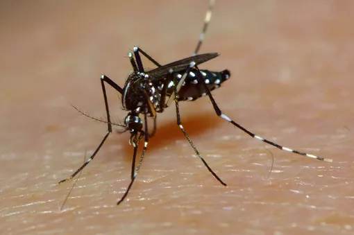 Действуют химические отпугиватели за счёт распыления ядовитых для комаров веществ, среднее время их воздействия — от двух до шести часов