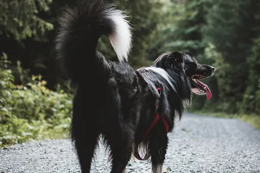 Собака прошла 160 километров, чтобы вернуться к людям, которые помогли ей родить